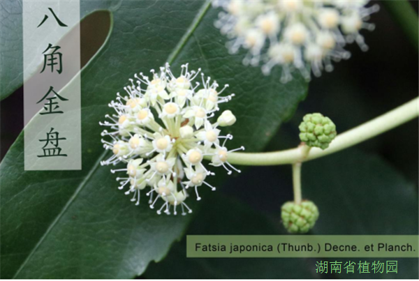 AG旗舰厅(中国游)官方网站