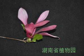 AG旗舰厅(中国游)官方网站