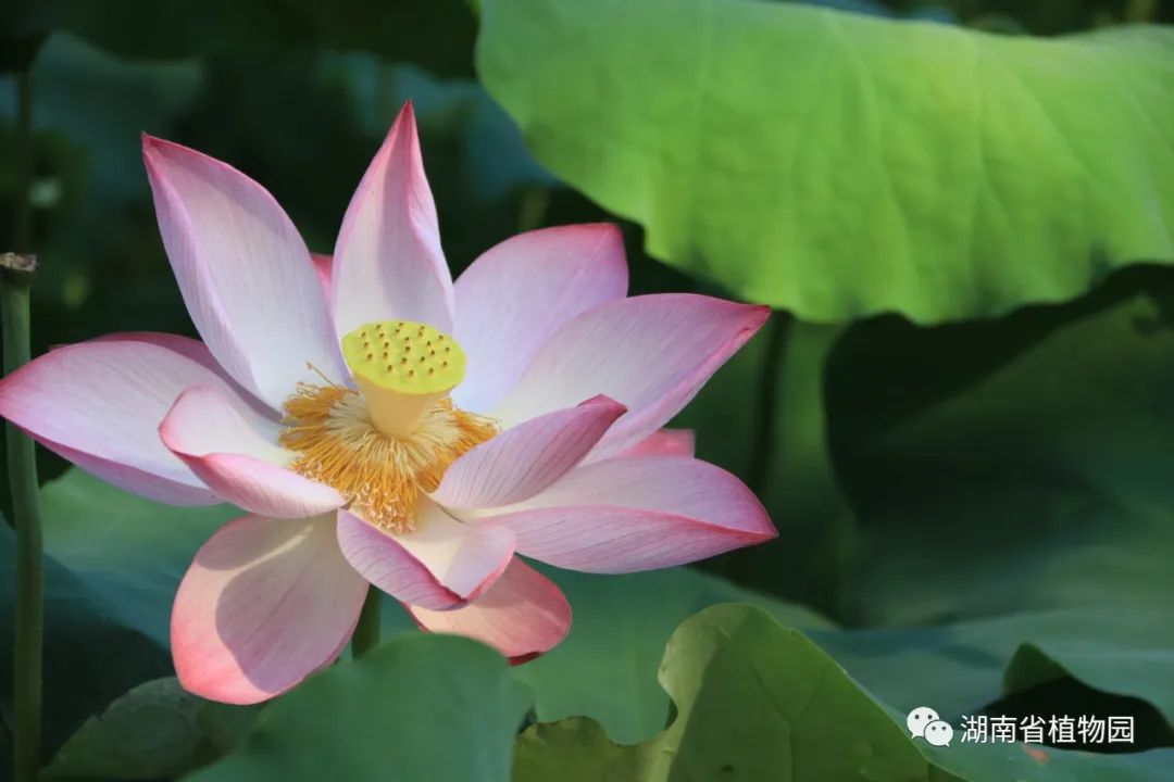 AG旗舰厅(中国游)官方网站