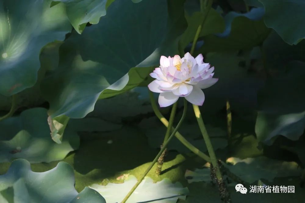 AG旗舰厅(中国游)官方网站