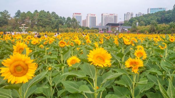 AG旗舰厅(中国游)官方网站