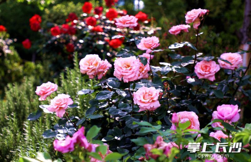 AG旗舰厅(中国游)官方网站