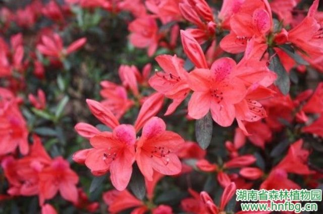 AG旗舰厅(中国游)官方网站