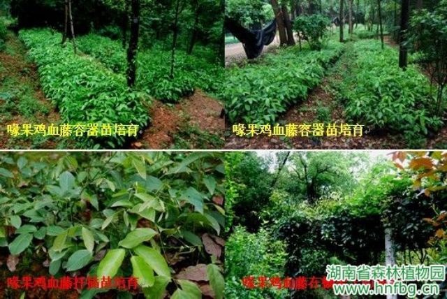AG旗舰厅(中国游)官方网站