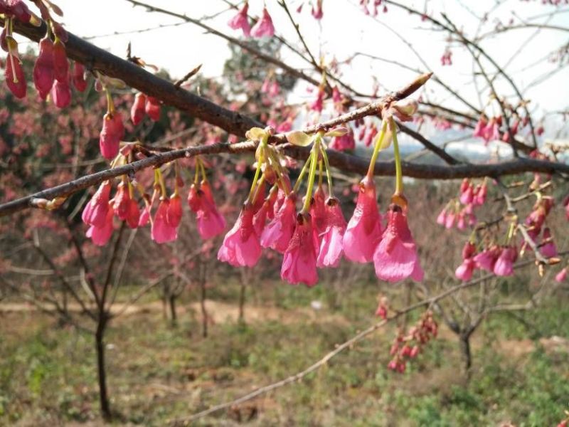 AG旗舰厅(中国游)官方网站