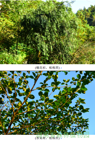 AG旗舰厅(中国游)官方网站