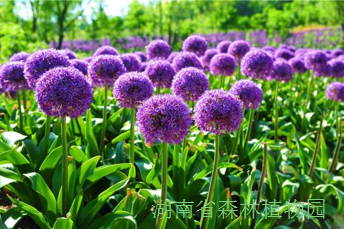 AG旗舰厅(中国游)官方网站