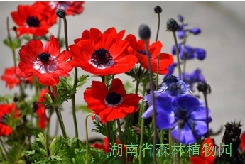 AG旗舰厅(中国游)官方网站