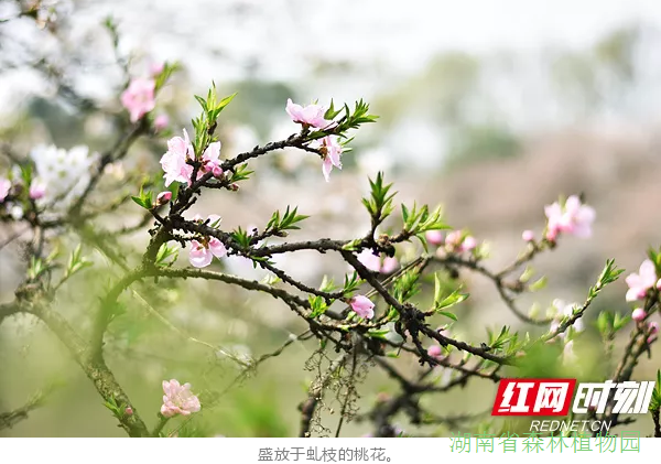 AG旗舰厅(中国游)官方网站