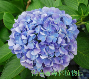AG旗舰厅(中国游)官方网站