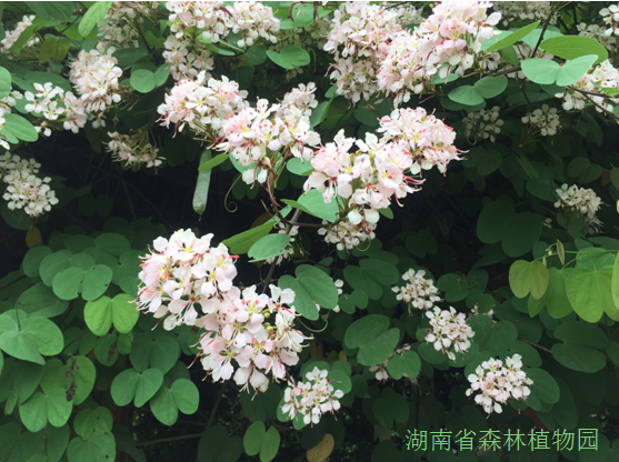 AG旗舰厅(中国游)官方网站