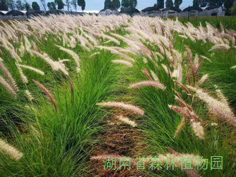 AG旗舰厅(中国游)官方网站