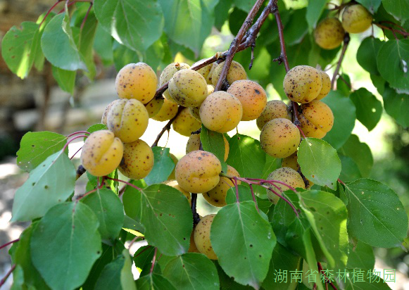 AG旗舰厅(中国游)官方网站