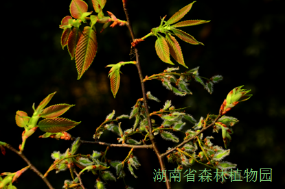 AG旗舰厅(中国游)官方网站