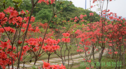 AG旗舰厅(中国游)官方网站