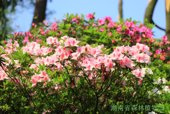AG旗舰厅(中国游)官方网站