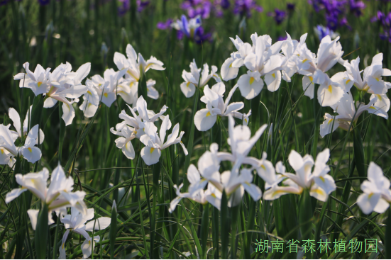 AG旗舰厅(中国游)官方网站