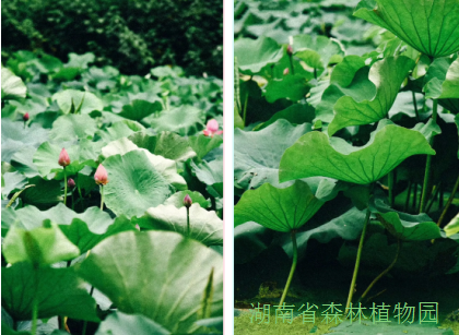 AG旗舰厅(中国游)官方网站