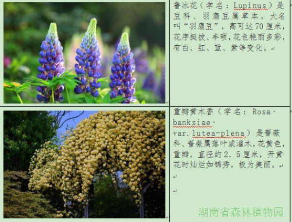 透过AG旗舰厅的“花花”相识植物多样性之美！