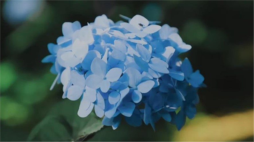 探寻植物多样性之美|绣球花开，，，，，共赴一场五彩缤纷的“仲夏之梦”吧！