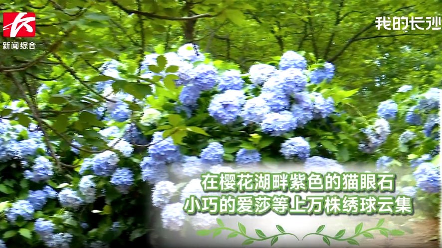 独家V视|夏日限制浪漫!省AG旗舰厅绣球花海等你来~
