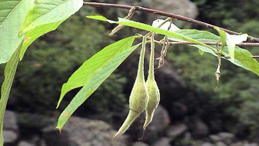 珍稀AG旗舰厅