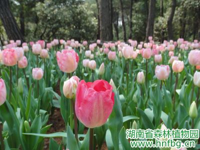 AG旗舰厅(中国游)官方网站