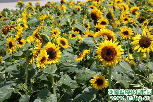 向日葵为什么向太阳转？？？？？ - AG旗舰厅_湖南省森林AG旗舰厅_濒危植物_植物；；；；；森林公园_生态旅游 - AG旗舰厅官网