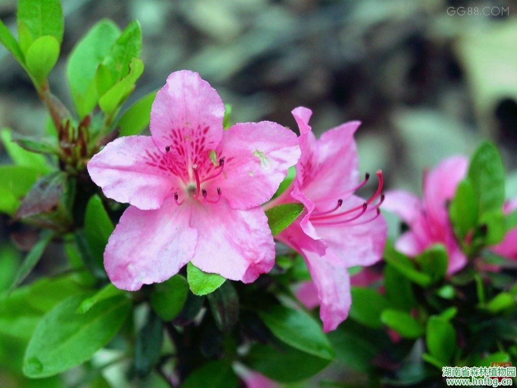 杜鹃花先容 - AG旗舰厅_湖南省森林AG旗舰厅_濒危植物_植物；；森林公园_生态旅游 - AG旗舰厅官网