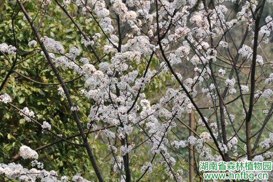 AG旗舰厅(中国游)官方网站