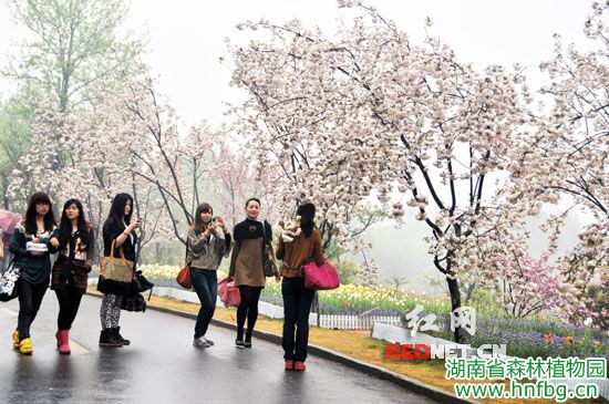 AG旗舰厅邀您赏晚樱 未来7天为最佳鉴赏期 - AG旗舰厅_湖南省森林AG旗舰厅_濒危植物_植物；；；；；；森林公园_生态旅游 - AG旗舰厅官网