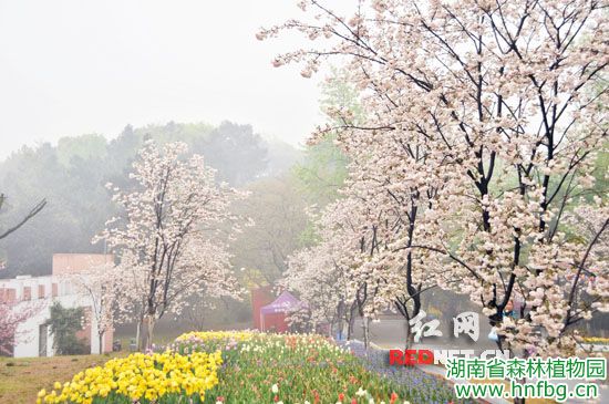 AG旗舰厅邀您赏晚樱 未来7天为最佳鉴赏期 - AG旗舰厅_湖南省森林AG旗舰厅_濒危植物_植物；；；；；；森林公园_生态旅游 - AG旗舰厅官网