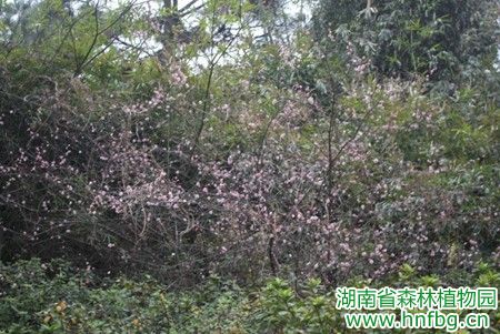 AG旗舰厅(中国游)官方网站