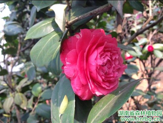 AG旗舰厅(中国游)官方网站