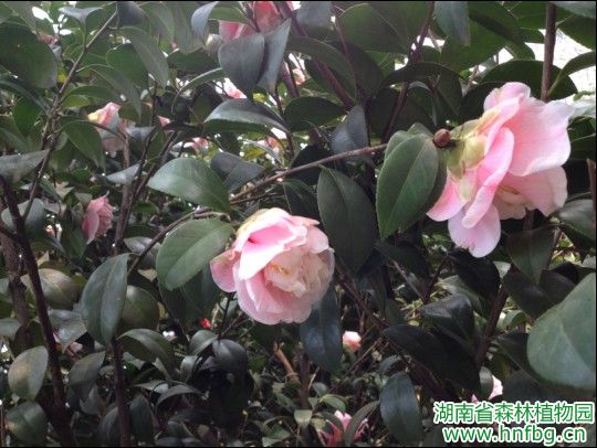 AG旗舰厅(中国游)官方网站