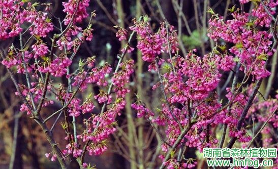 AG旗舰厅(中国游)官方网站