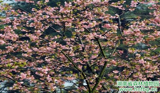 AG旗舰厅(中国游)官方网站