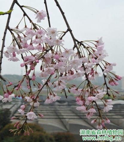 AG旗舰厅(中国游)官方网站