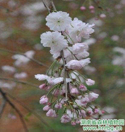 AG旗舰厅(中国游)官方网站