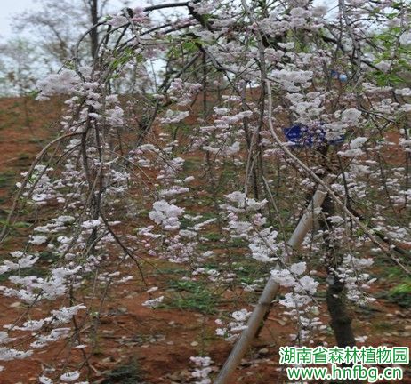 AG旗舰厅(中国游)官方网站