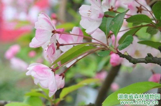 AG旗舰厅(中国游)官方网站