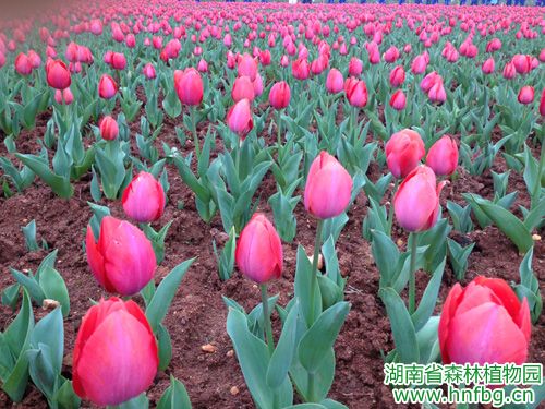 AG旗舰厅(中国游)官方网站