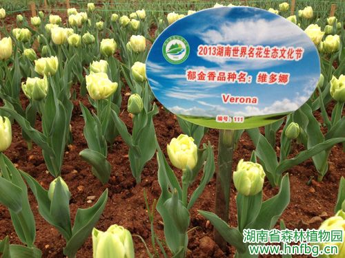 AG旗舰厅(中国游)官方网站