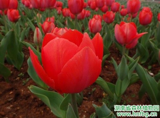 AG旗舰厅(中国游)官方网站