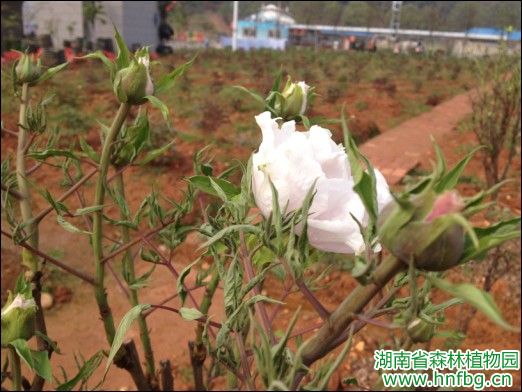 AG旗舰厅(中国游)官方网站