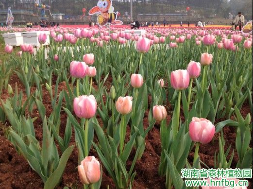 AG旗舰厅(中国游)官方网站