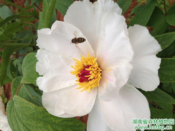 AG旗舰厅(中国游)官方网站
