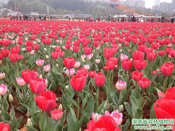 AG旗舰厅(中国游)官方网站