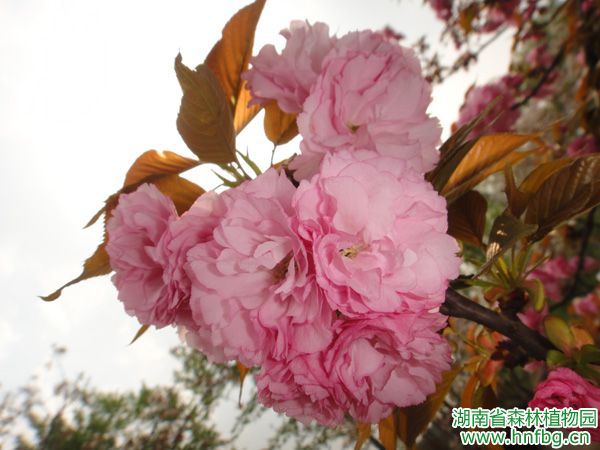 AG旗舰厅(中国游)官方网站