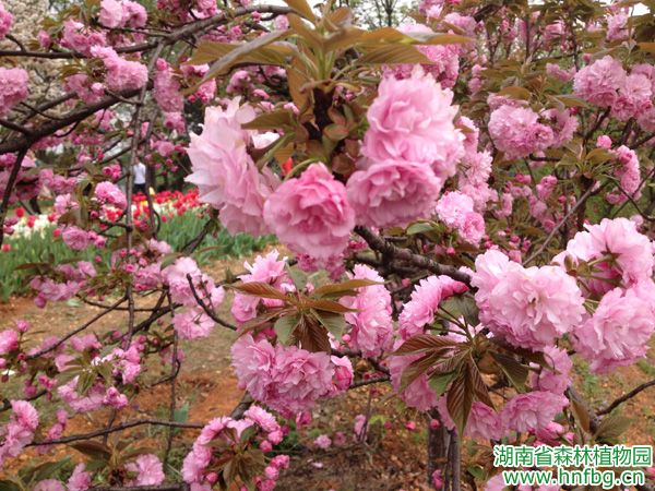 AG旗舰厅(中国游)官方网站